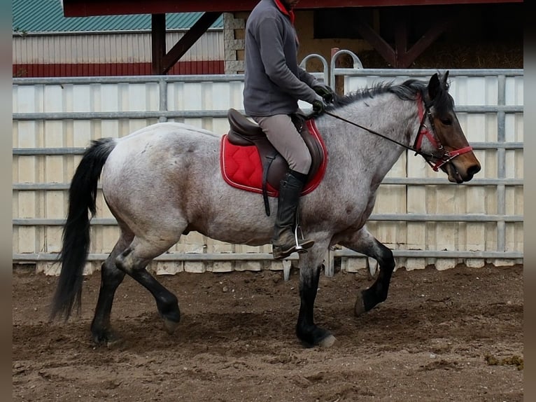 Other Breeds Gelding 6 years 14,2 hh Roan-Bay in Rudersdorf