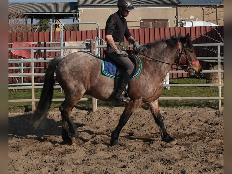Other Breeds Gelding 6 years 14,2 hh Roan-Red in Buttsädt