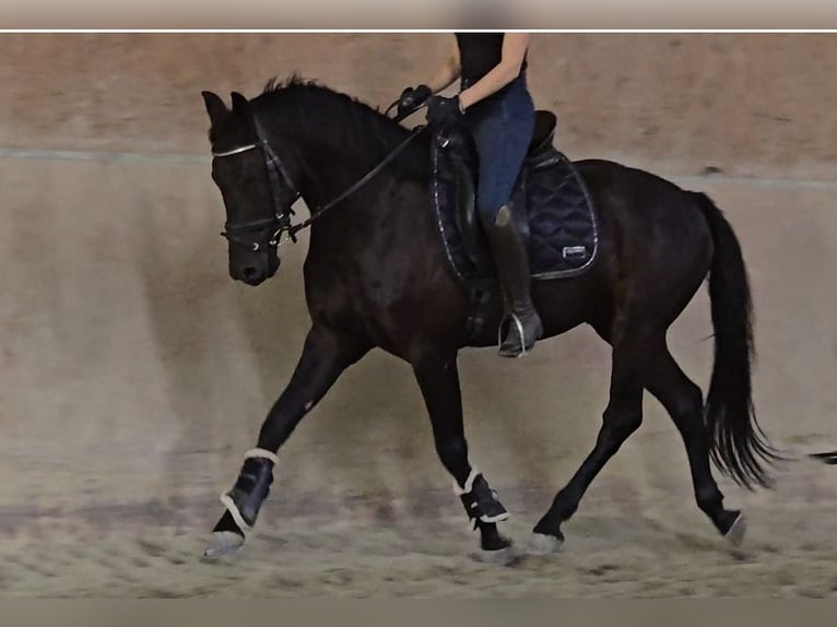 Other Breeds Gelding 6 years 15,1 hh Black in Schwäbisch Gmünd