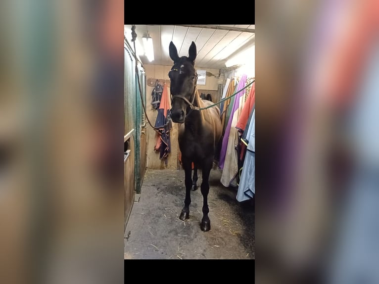 Other Breeds Gelding 6 years 15,1 hh Black in Schleißheim bei Wels