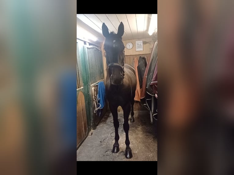 Other Breeds Gelding 6 years 15,1 hh Black in Schleißheim bei Wels