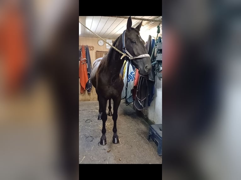 Other Breeds Gelding 6 years 15,1 hh Black in Schleißheim bei Wels