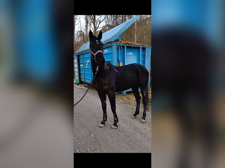 Other Breeds Gelding 6 years 15,1 hh Black in Schleißheim