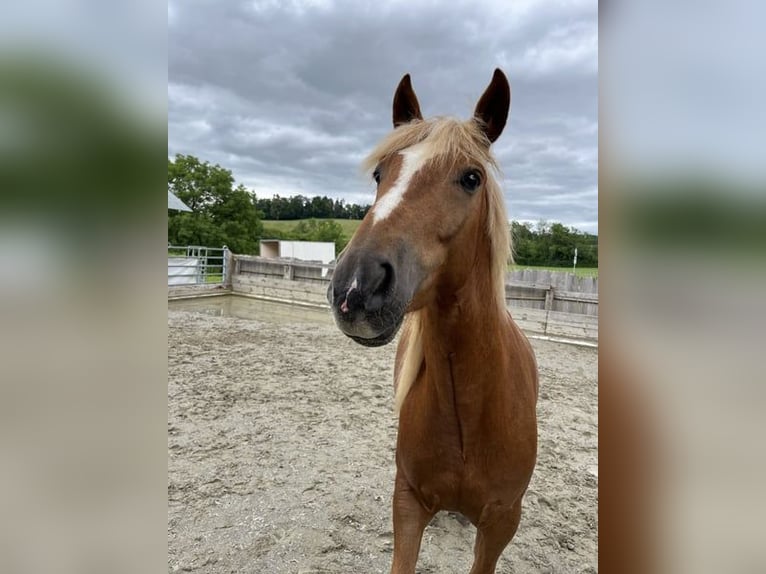 Other Breeds Mix Gelding 6 years 15,1 hh Chestnut-Red in Ottikon (Gossau ZH)