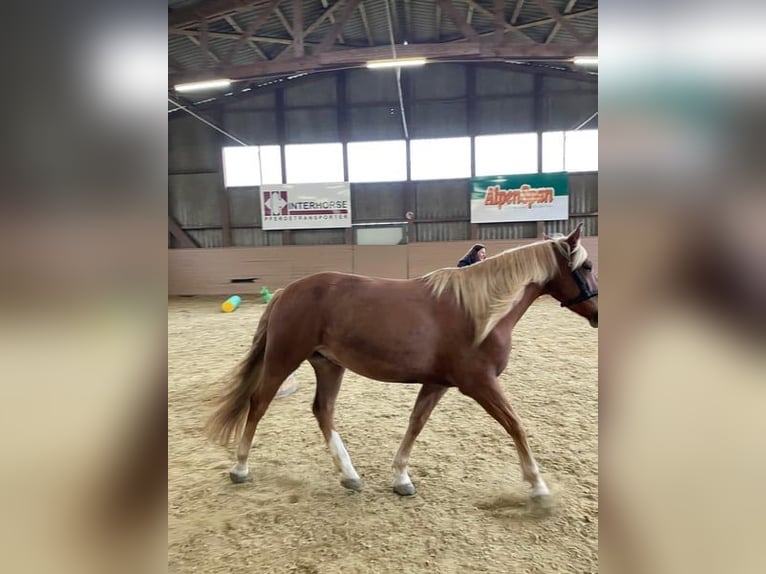 Other Breeds Mix Gelding 6 years 15,1 hh Chestnut-Red in Ottikon (Gossau ZH)