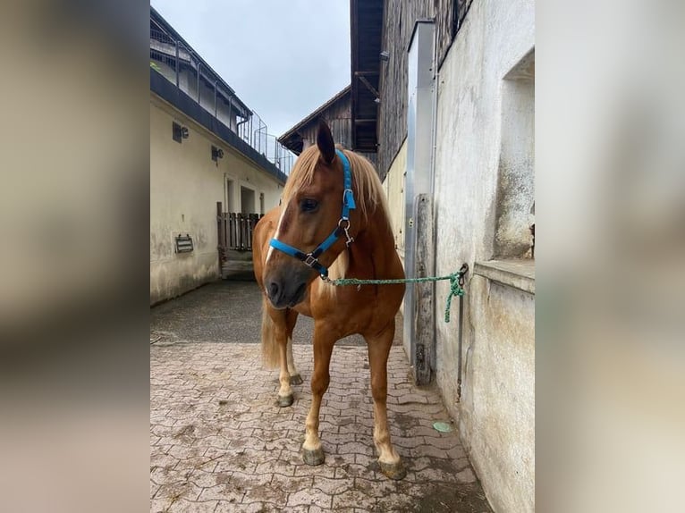 Other Breeds Mix Gelding 6 years 15,1 hh Chestnut-Red in Ottikon (Gossau ZH)