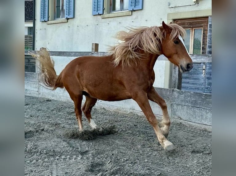 Other Breeds Mix Gelding 6 years 15,1 hh Chestnut-Red in Ottikon (Gossau ZH)