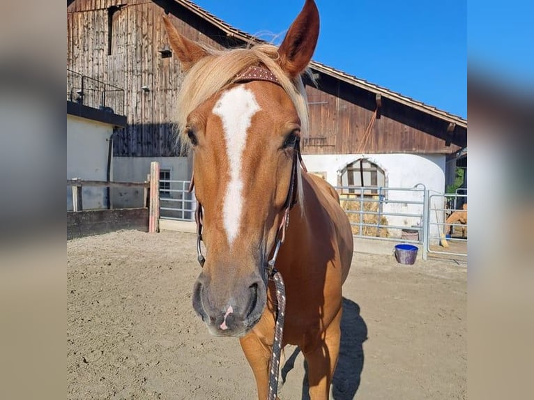 Other Breeds Mix Gelding 6 years 15,1 hh Chestnut-Red in Ottikon (Gossau ZH)