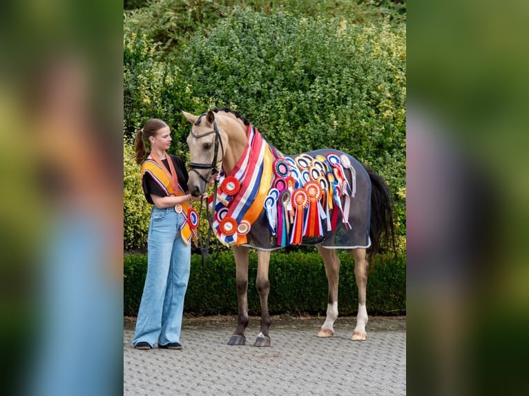 Other Breeds Gelding 6 years 15.1 hh  in Oost West en Middelbeers
