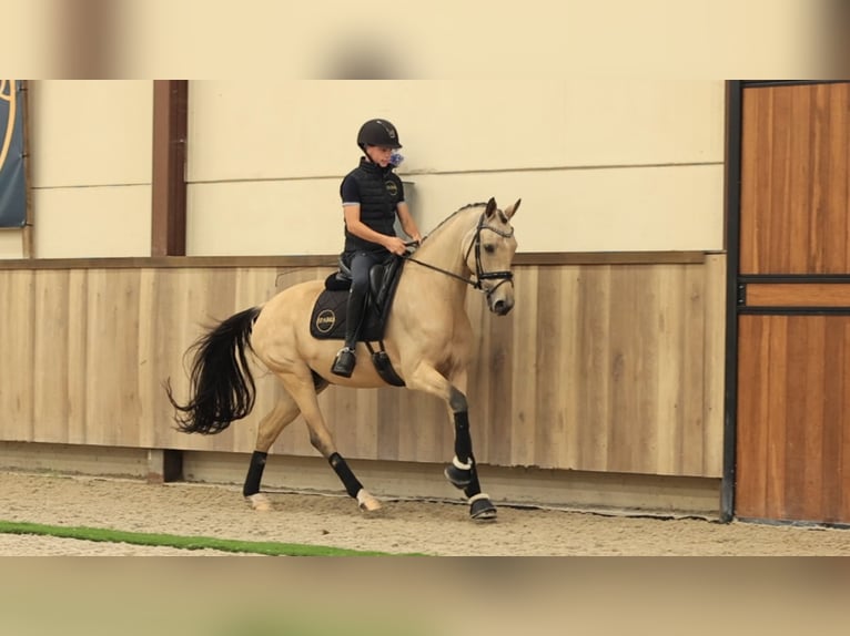 Other Breeds Gelding 6 years 15.1 hh  in Oost West en Middelbeers