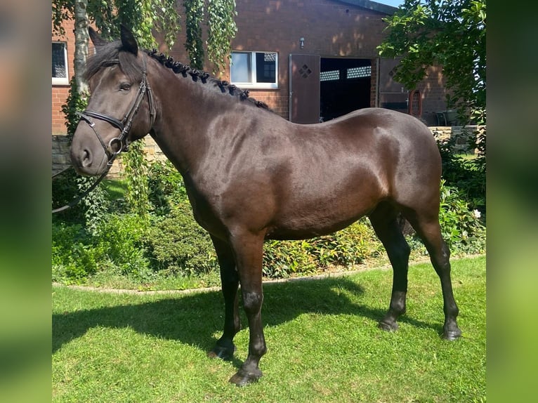 Other Breeds Gelding 6 years 15,2 hh Black in Hopsten