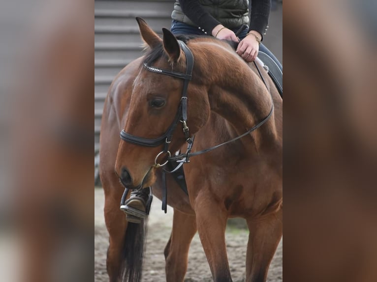 Other Breeds Gelding 6 years 15.2 hh Brown in Achtmaal