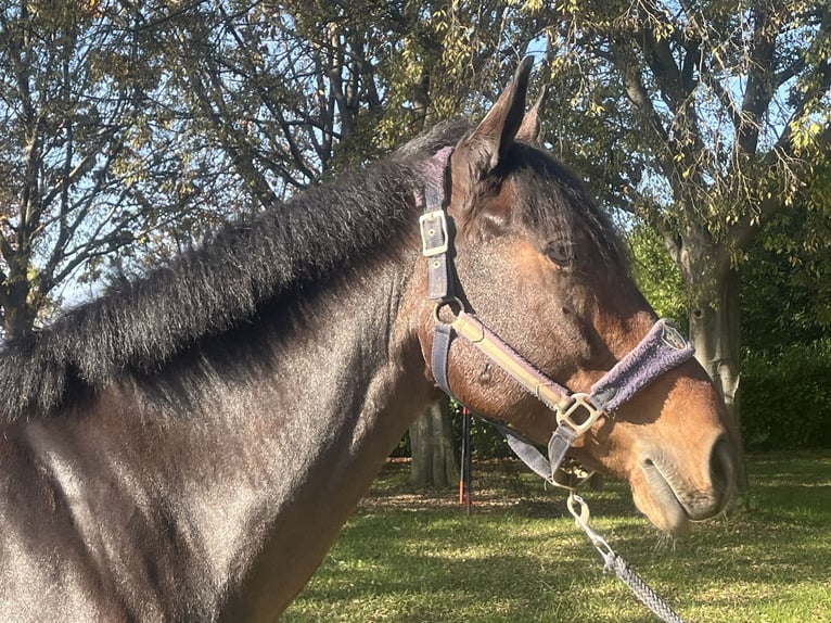 Other Breeds Gelding 6 years 15,2 hh Brown in Favria