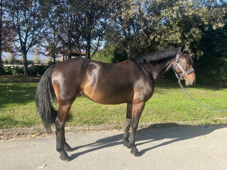 Other Breeds Gelding 6 years 15,2 hh Brown in Favria