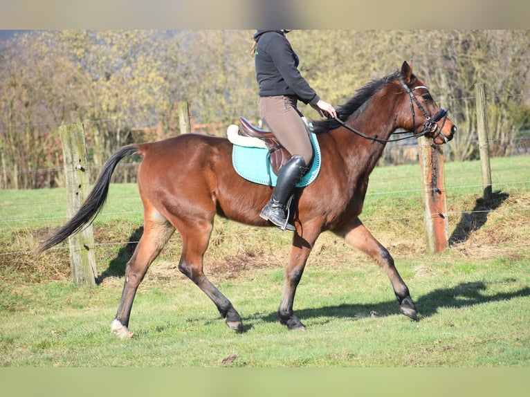 Other Breeds Gelding 6 years 15,3 hh Brown in Achtmaal