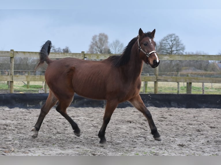 Other Breeds Gelding 6 years 15,3 hh Brown in Achtmaal