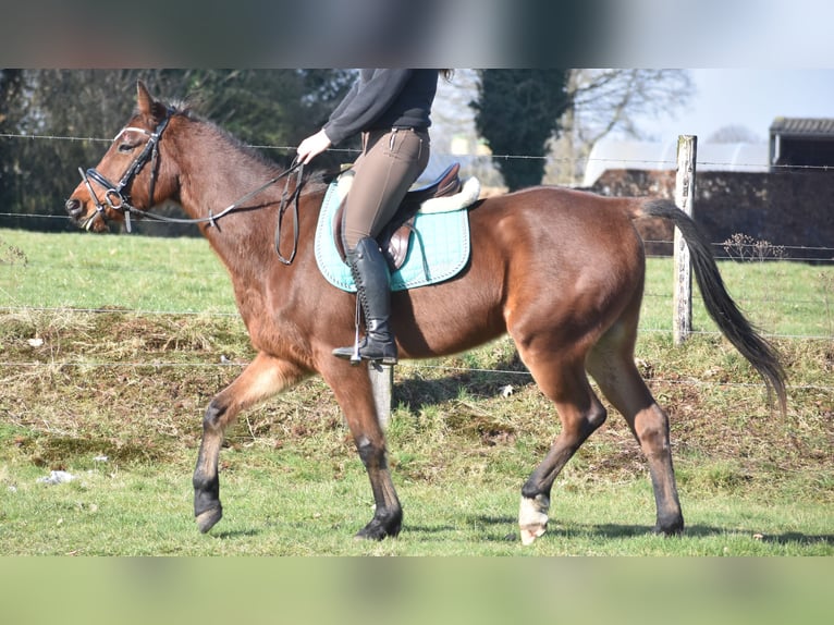 Other Breeds Gelding 6 years 15,3 hh Brown in Achtmaal