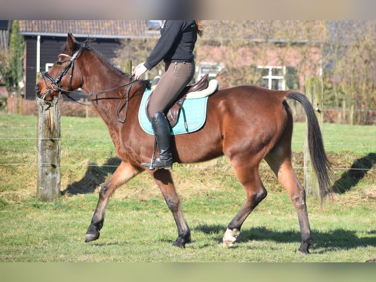 Other Breeds Gelding 6 years 15,3 hh Brown in Achtmaal