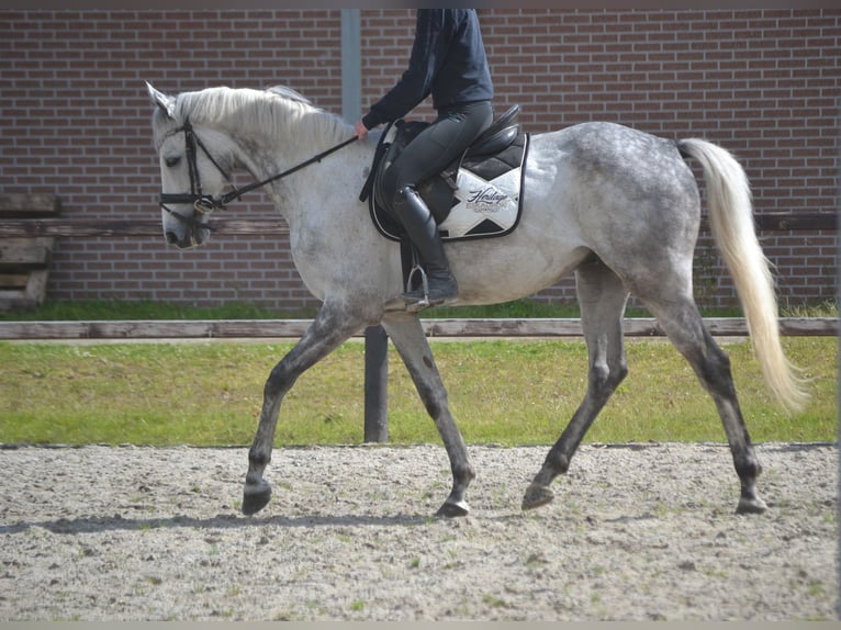 Other Breeds Gelding 6 years 15,3 hh Gray in Rijkevorsel