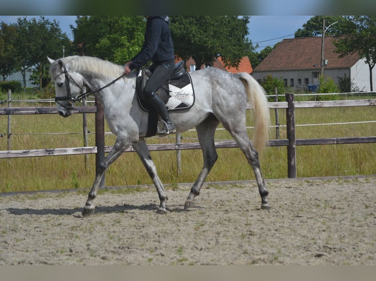 Other Breeds Gelding 6 years 15,3 hh Gray in Rijkevorsel