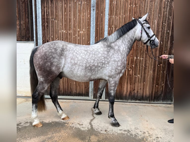 Other Breeds Gelding 6 years 15 hh Grey in Friedrichshafen
