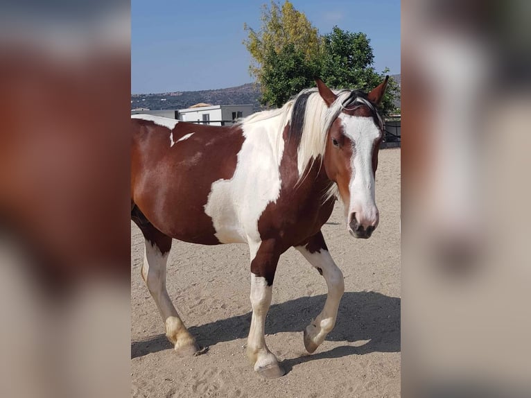 Other Breeds Gelding 6 years 15 hh Pinto in Kreta
