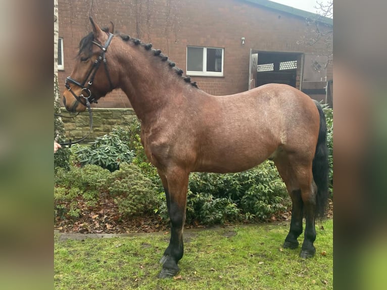 Other Breeds Gelding 6 years 15,1 hh Brown in Hopsten