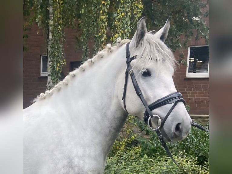 Other Breeds Gelding 6 years 15,1 hh Grey in Hopsten