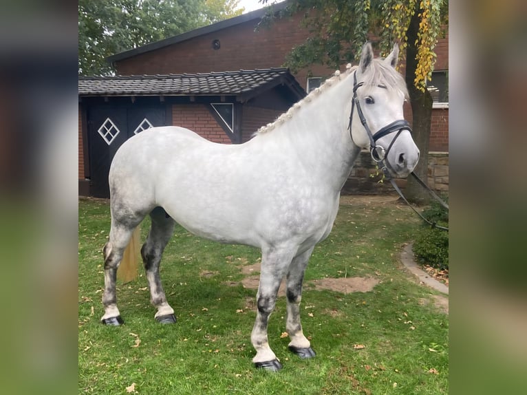 Other Breeds Gelding 6 years 15,1 hh Grey in Hopsten