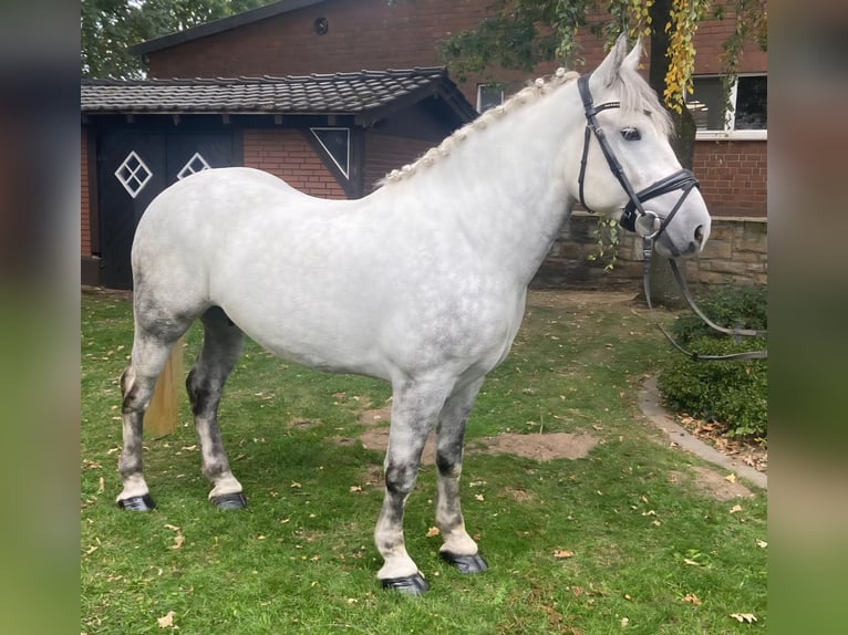 Other Breeds Gelding 6 years 15,1 hh Grey in Hopsten