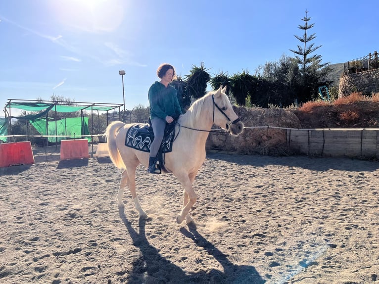 Other Breeds Mix Gelding 6 years 15,1 hh Palomino in Malaga