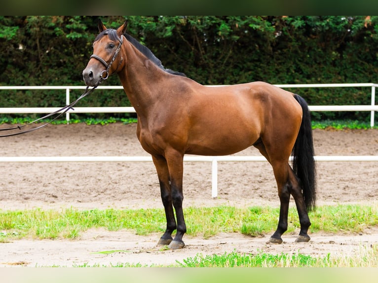 Other Breeds Mix Gelding 6 years 15,2 hh Bay in Pozna&#x144;