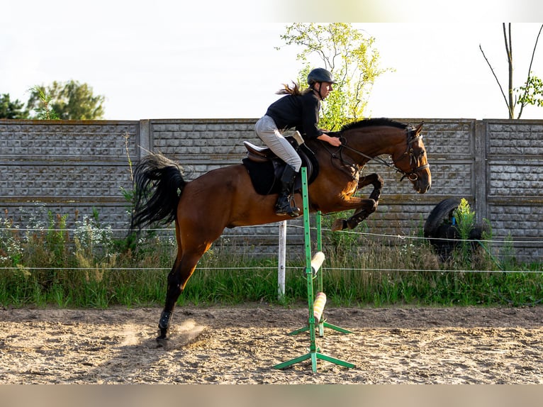Other Breeds Mix Gelding 6 years 15,2 hh Bay in Pozna&#x144;