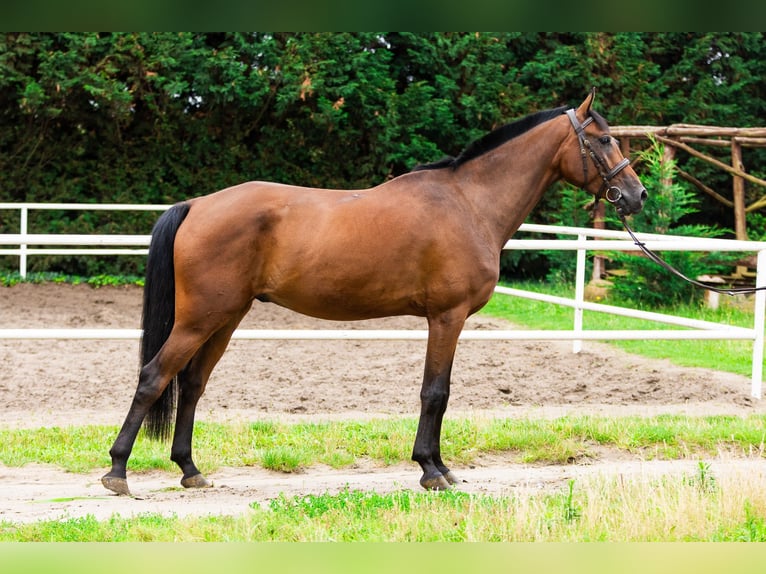 Other Breeds Mix Gelding 6 years 15,2 hh Bay in Pozna&#x144;