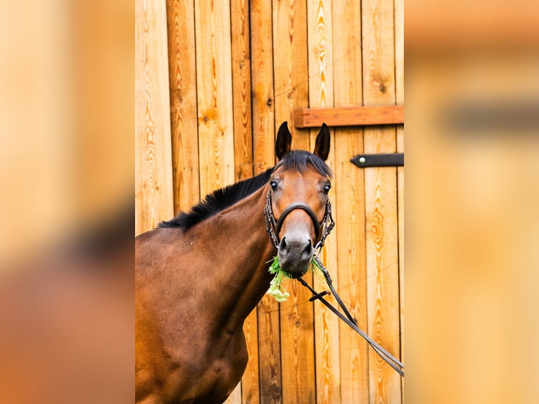 Other Breeds Mix Gelding 6 years 15,2 hh Bay in Pozna&#x144;