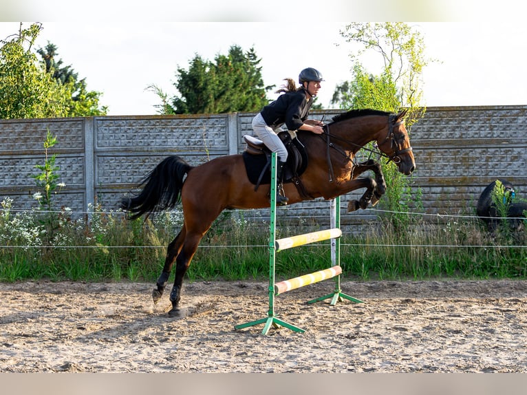 Other Breeds Mix Gelding 6 years 15,2 hh Bay in Pozna&#x144;