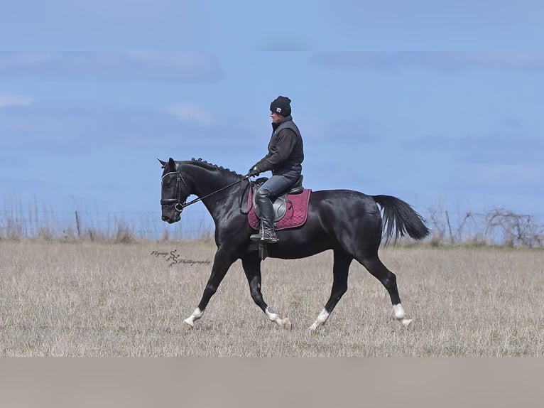 Other Breeds Gelding 6 years 15,2 hh Black in Fairbank, IA