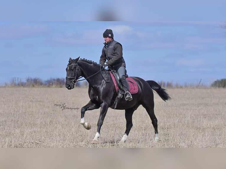 Other Breeds Gelding 6 years 15,2 hh Black in Fairbank, IA