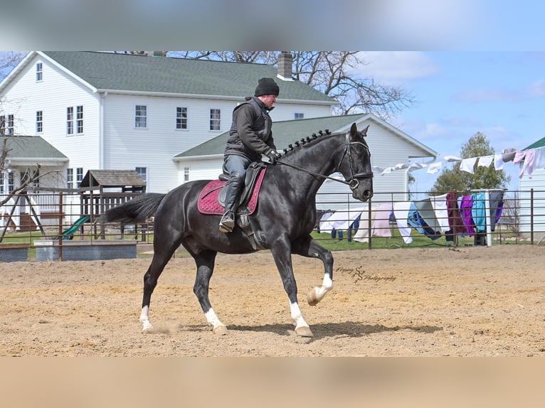 Other Breeds Gelding 6 years 15,2 hh Black in Fairbank, IA