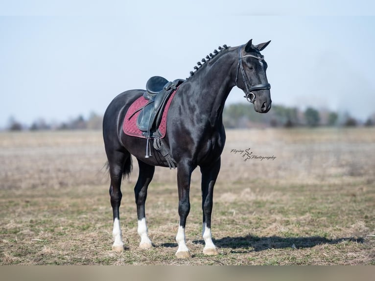 Other Breeds Gelding 6 years 15,2 hh Black in Fairbank, IA
