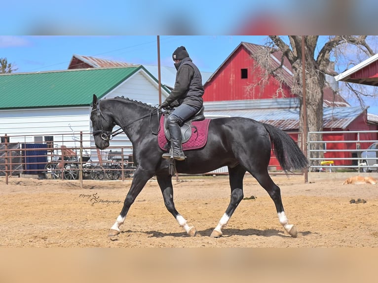 Other Breeds Gelding 6 years 15,2 hh Black in Fairbank, IA