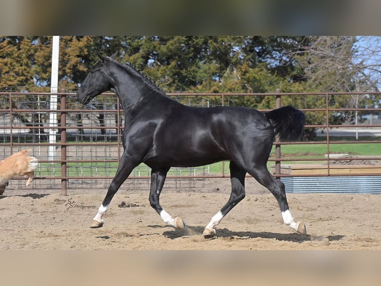 Other Breeds Gelding 6 years 15,2 hh Black in Fairbank, IA