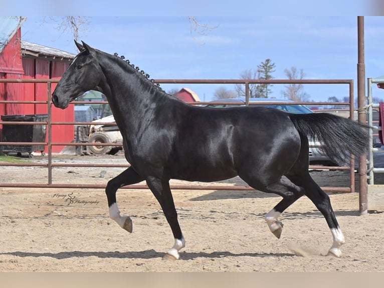 Other Breeds Gelding 6 years 15,2 hh Black in Fairbank, IA