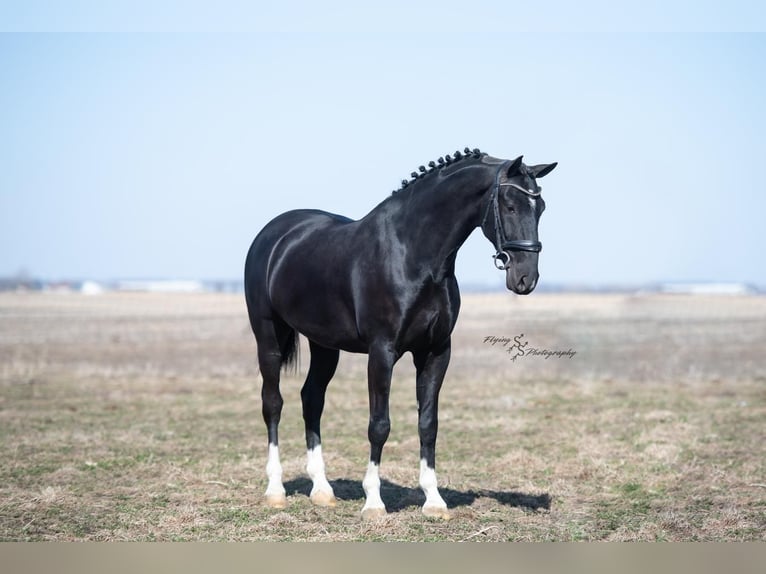 Other Breeds Gelding 6 years 15,2 hh Black in Fairbank, IA