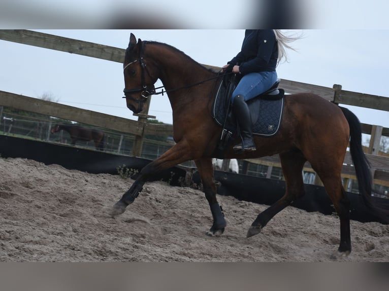 Other Breeds Gelding 6 years 15,2 hh Brown in Achtmaal