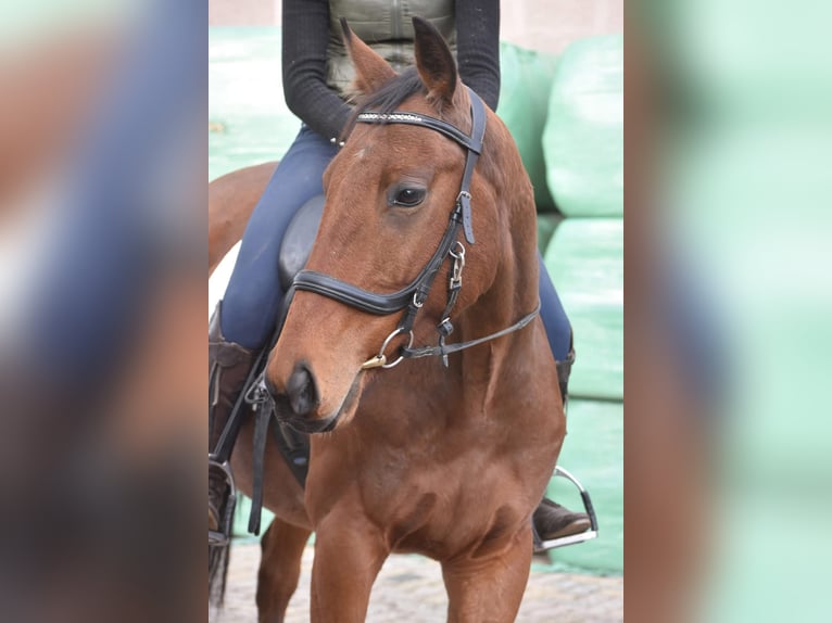 Other Breeds Gelding 6 years 15,2 hh Brown in Achtmaal