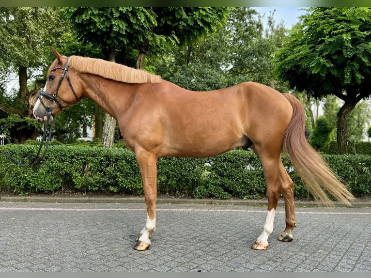 Other Breeds Gelding 6 years 15,2 hh Chestnut-Red in Wschowa