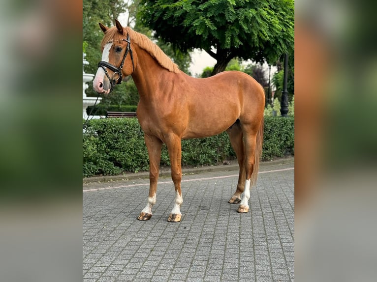 Other Breeds Gelding 6 years 15,2 hh Chestnut-Red in Wschowa