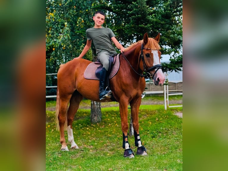 Other Breeds Gelding 6 years 15,2 hh Chestnut-Red in Wschowa