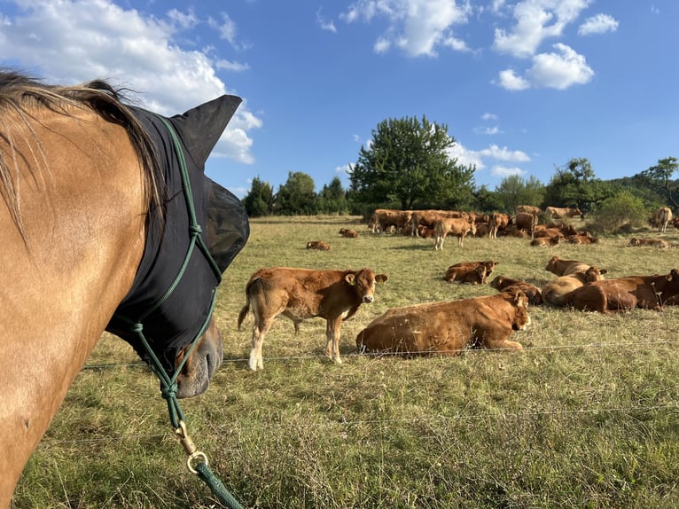 Other Breeds Mix Gelding 6 years 15,2 hh Dun in Sonneborn